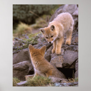Sydamerikansk grå räv (Lycalopex griseus) par Poster