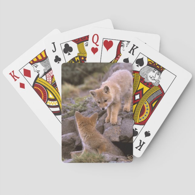 Sydamerikansk grå räv (Lycalopex griseus) par Spel Kort (Baksidan)