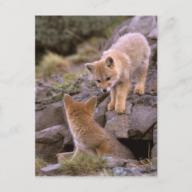 Sydamerikansk grå räv (Lycalopex griseus) par Vykort (Framsida)