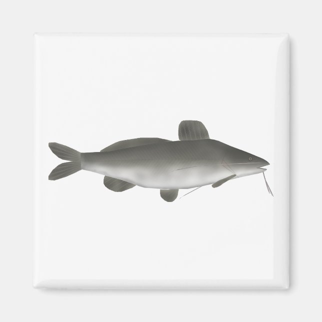 Sydamerikansk malartad fisk magnet (Framsidan)