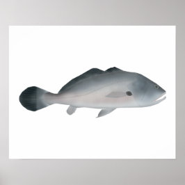 Sydamerikansk silvertrummare poster
