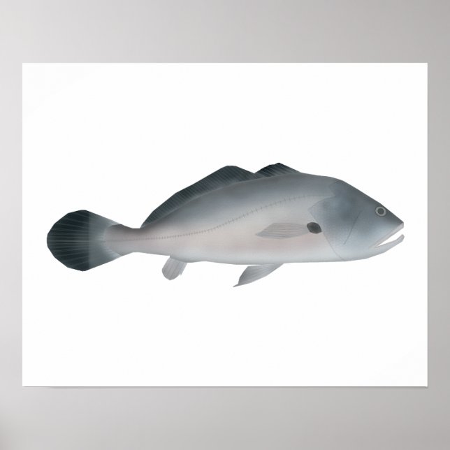 Sydamerikansk silvertrummare poster (Framsidan)
