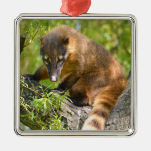 Sydamerikanska Coati på gren Julgransprydnad Metall
