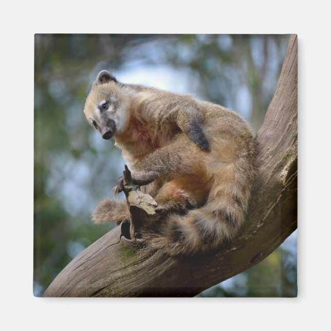 Sydamerikanska Coati på gren Magnet (Framsidan)