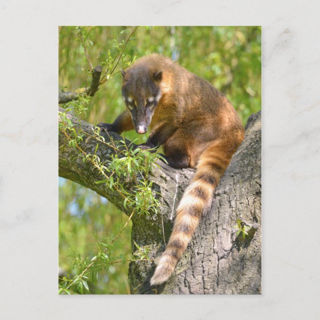 Sydamerikanska Coati på gren Vykort (Framsida)