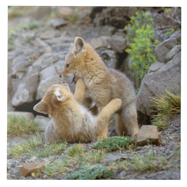 Sydamerikanska Grått Fox (Lycalopex griseus) par 2 Kakelplatta (Framsidan)