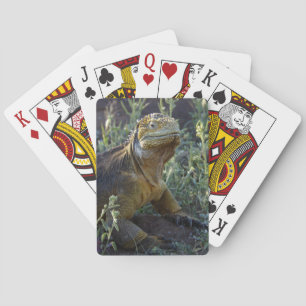 Sydamerikanska Grönten Iguana Casinokort