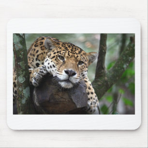 Sydamerikanska Jaguar Musmatta