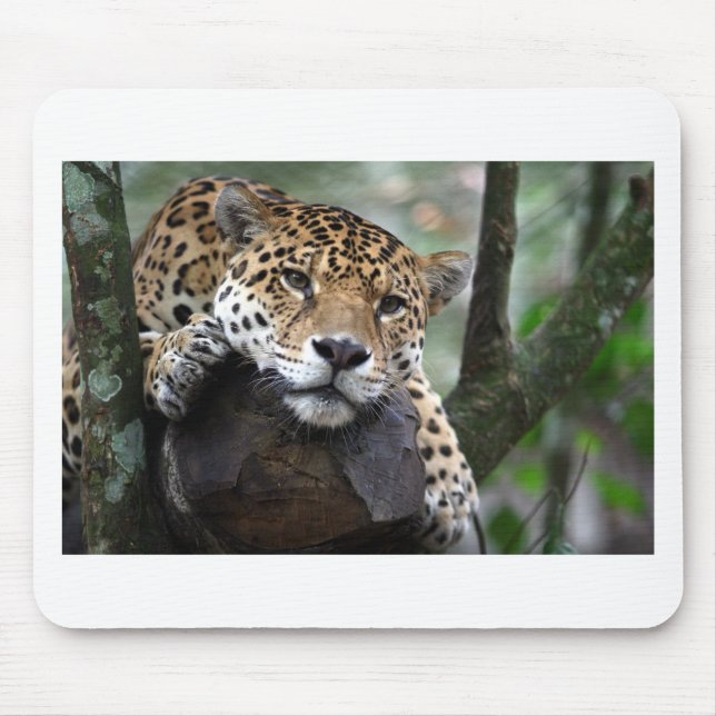 Sydamerikanska Jaguar Musmatta (Framsidan)