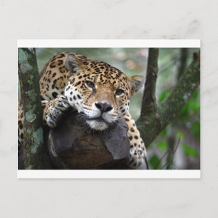 Sydamerikanska Jaguar Vykort