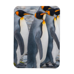 Sydgeorgien. Kungspingviner Magnet