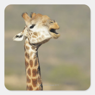 Sydlig afrikansk giraff (Giraffacamelopardalis Fyrkantigt Klistermärke