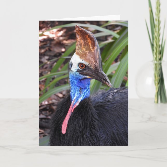 Sydlig Cassowary Kort (Framsida)