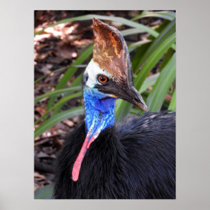 Sydlig Cassowary Poster