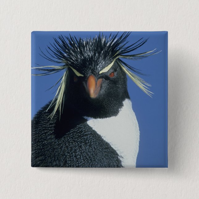 Sydlig klipphopp pingvin (Eudyptes chrysocome) Knapp (Framsida)