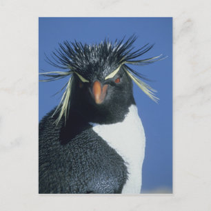 Sydlig klipphopp pingvin (Eudyptes chrysocome) Vykort