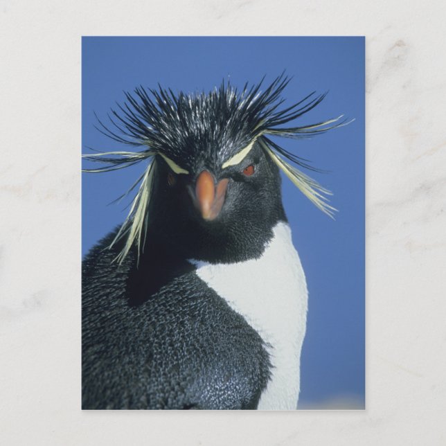 Sydlig klipphopp pingvin (Eudyptes chrysocome) Vykort (Framsida)