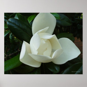 Sydlig Magnolia 3 Poster