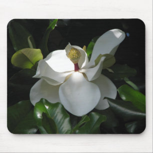 Sydlig Magnolia Musmatta