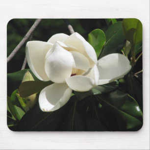 Sydlig Magnolia Musmatta