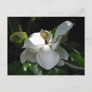 Sydlig Magnolia Vykort