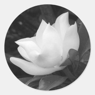 Sydlig Magnoliablom Runt Klistermärke