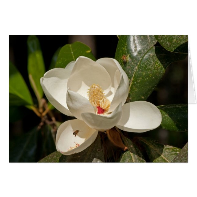 Sydlig Magnoliablomma OBS Kort (Framsidan Horizontal)