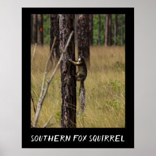 Sydlig skyddad art för räv ekorre poster