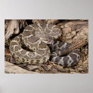 Sydlig Stillahavs- Rattlesnake. Poster
