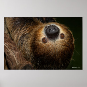 Sydlig Två-Toed Sloth Poster