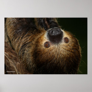 Sydlig Två-Toed Sloth Poster