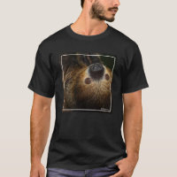 Sydlig Två-Toed Sloth
