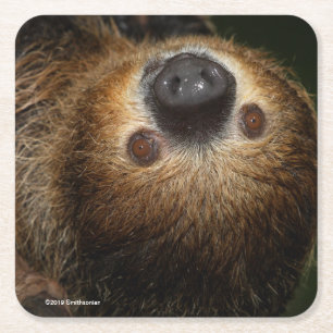 Sydlig Två-Toed Sloth Underlägg Papper Kvadrat
