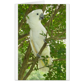 Sydney Cockatoo Hälsningskort