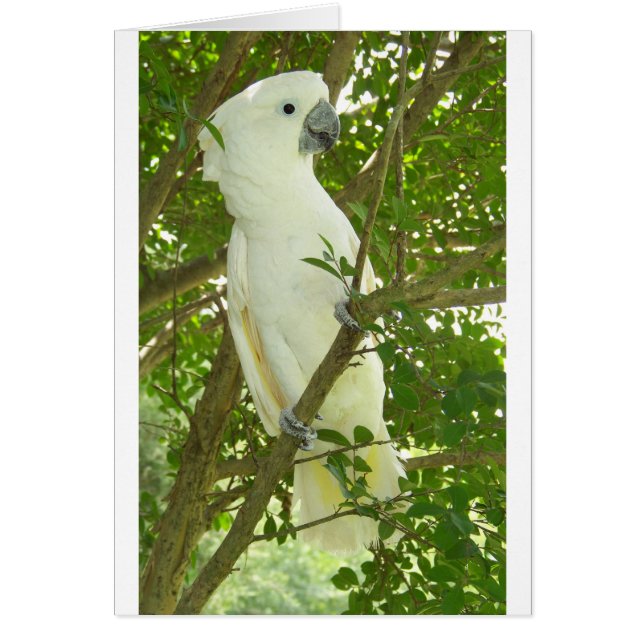 Sydney Cockatoo Hälsningskort (Framsidan)