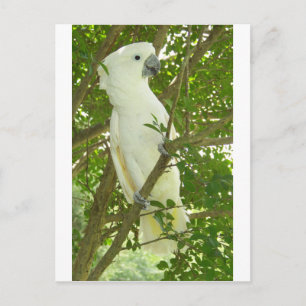 Sydney Cockatoo Vykort