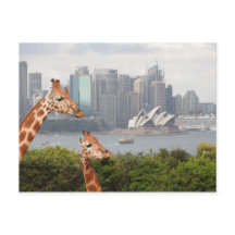 Sydney Giraffe Postcard