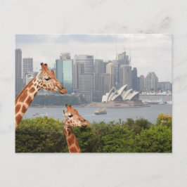 Sydney Giraffe Postcard Vykort