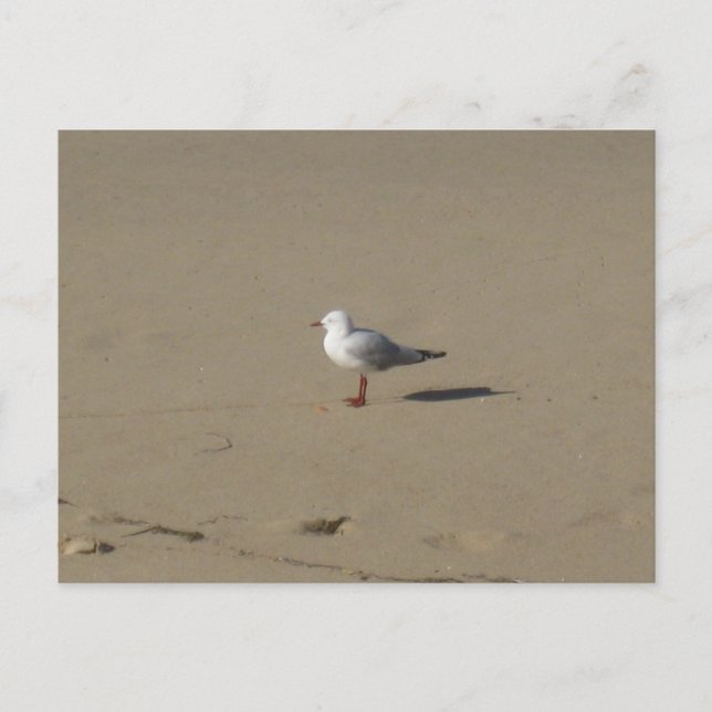 Sydney Måsen Strand Fotografi Vykort (Framsida)