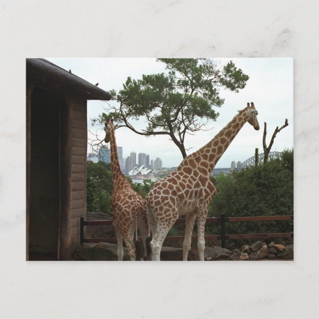 Sydney Opera House Postcard Vykort (Framsida)