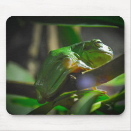 Sydney Zoo - Grönt Träd Frog Musmatta