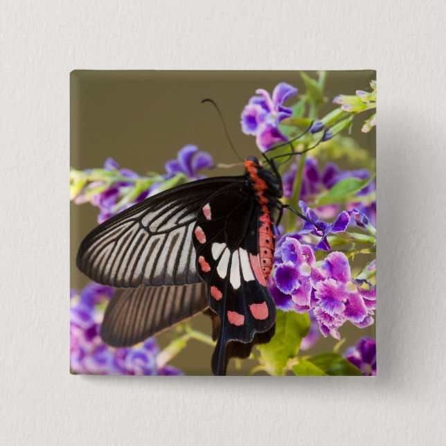 Sydostasien, Thailand, Doi Inthanon, Papilio Knapp (Framsida)