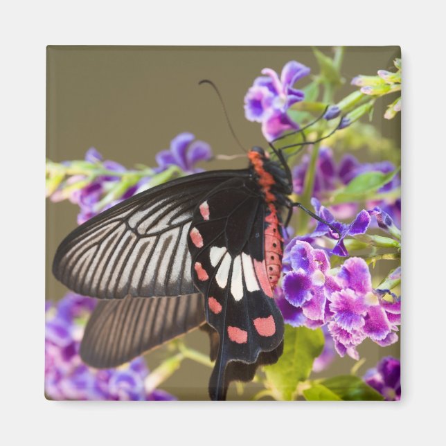 Sydostasien, Thailand, Doi Inthanon, Papilio Magnet (Framsidan)
