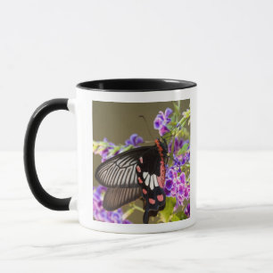 Sydostasien, Thailand, Doi Inthanon, Papilio Mugg