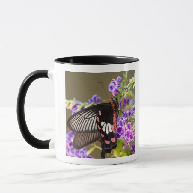 Sydostasien, Thailand, Doi Inthanon, Papilio Mugg (Vänster)