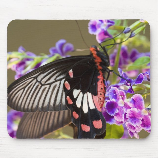 Sydostasien, Thailand, Doi Inthanon, Papilio Musmatta (Framsidan)