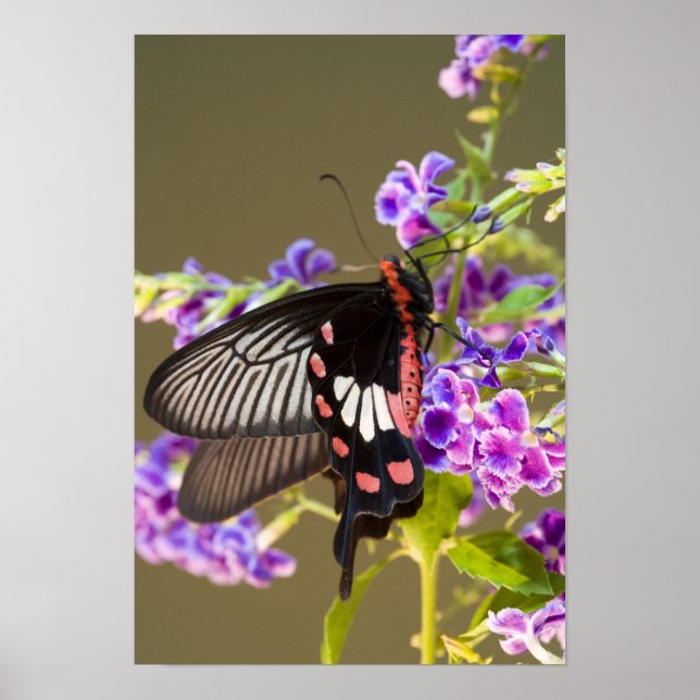Sydostasien, Thailand, Doi Inthanon, Papilio Poster (Framsidan)