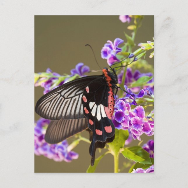 Sydostasien, Thailand, Doi Inthanon, Papilio Vykort (Framsida)