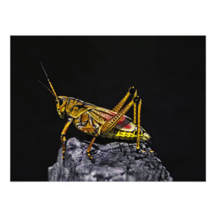 Sydöstlig LubberGrasshopper. Fototryck