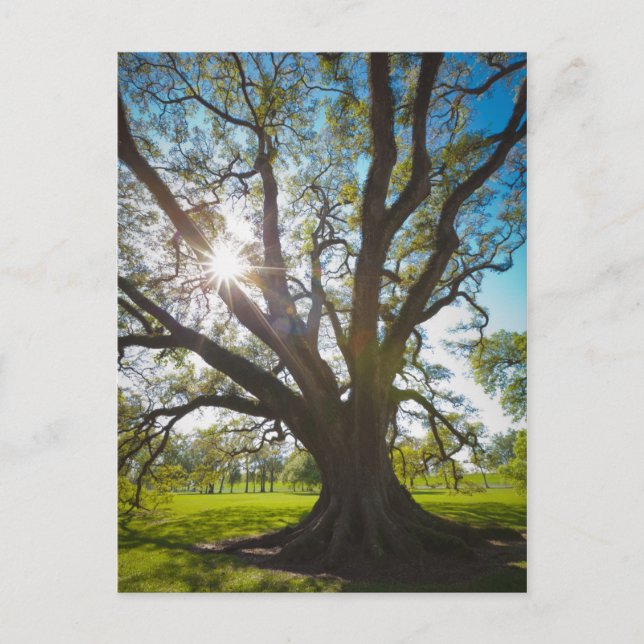 Sydsyrehaltig Oak Träd Vykort (Framsida)